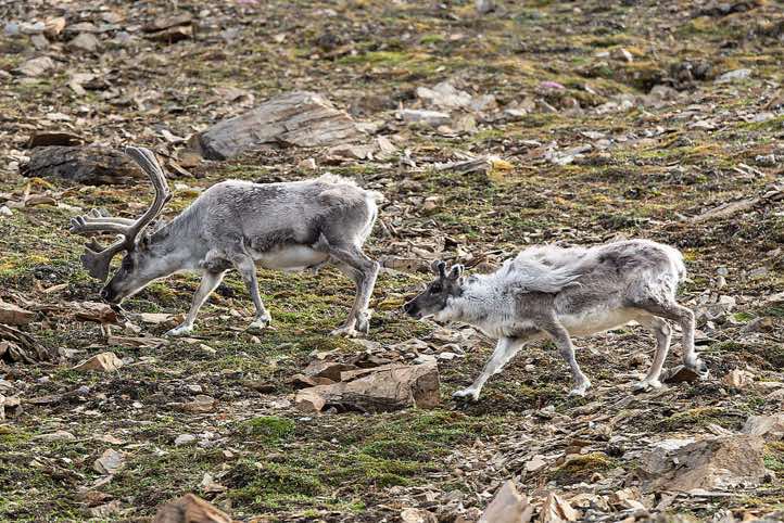 Svalbard reindeers (Rangifer tarandus platyrhynchus), Valentinryggen, St. Jonsfjorden, Oscar II Land