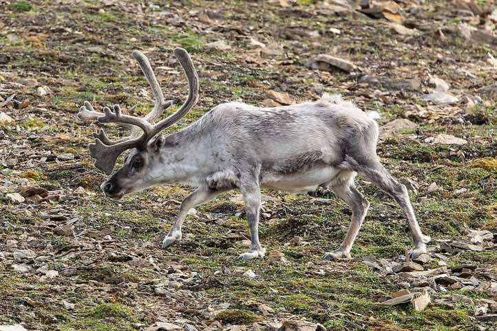 Svalbard reindeer (Rangifer tarandus platyrhynchus), Valentinryggen, St. Jonsfjorden, Oscar II Land