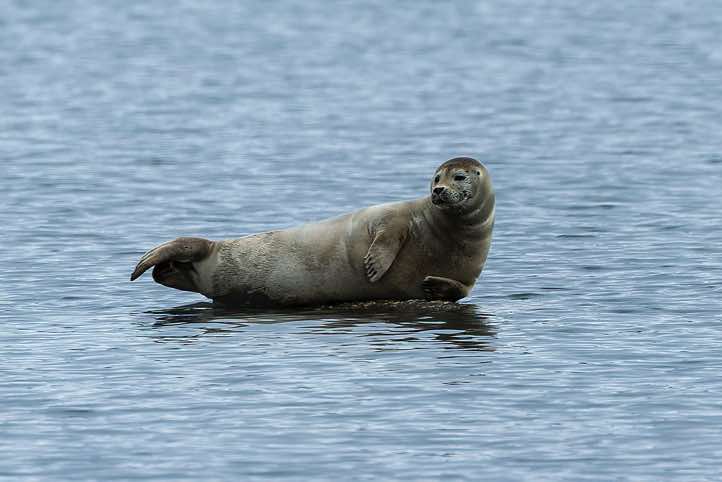 Harbour seal (Phoca vitulina), also known as Common seal, poses gracefully on a rock, Gjerstadodden landing site, St. Jonsfjorden, Oscar II Land