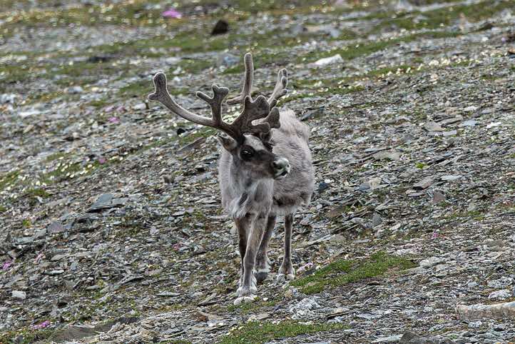 Svalbard reindeer (Rangifer tarandus platyrhynchus), near Gjerstadodden landing site, St. Jonsfjorden, Oscar II Land