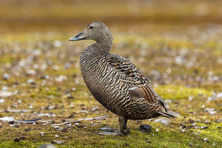 Female common eider (Somateria mollissima), Longyearbyen