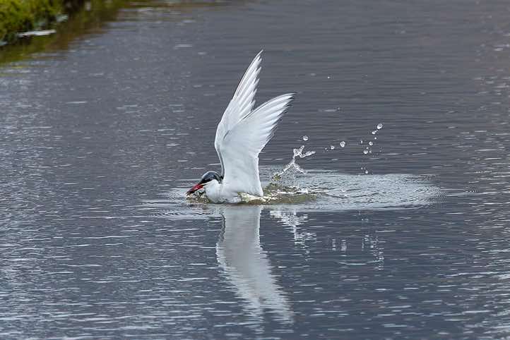 Arctic tern (Sterna paradisaea) plunge-diving into the water, Longyearbyen