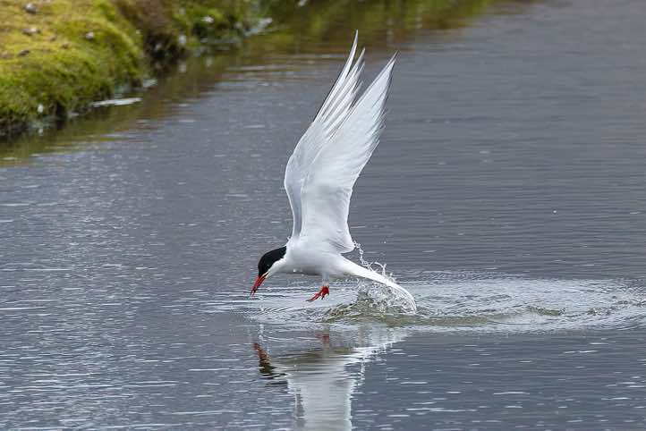 Arctic tern (Sterna paradisaea) catching a small fish, Longyearbyen