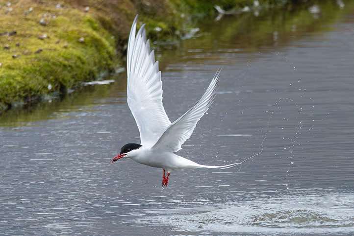 Arctic tern (Sterna paradisaea) catching a small fish, Longyearbyen