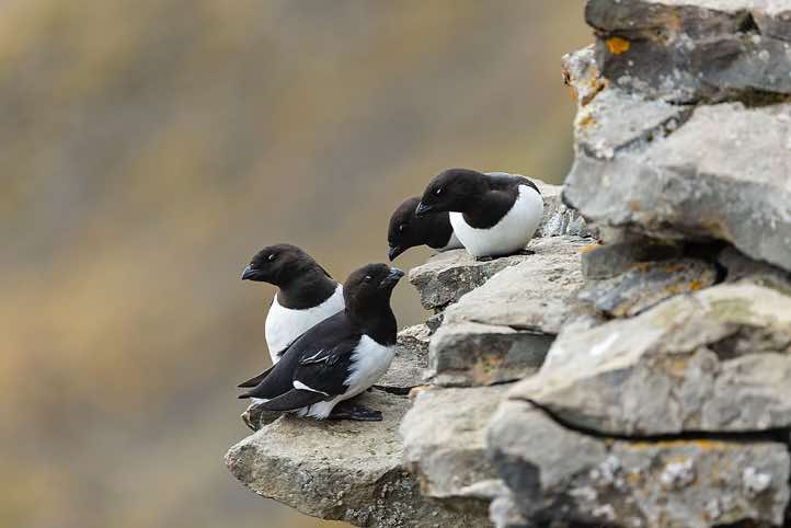 Little auks (Alle alle) can be seen swarming and nesting through the summer on Platåfjellet, Longyearbyen
