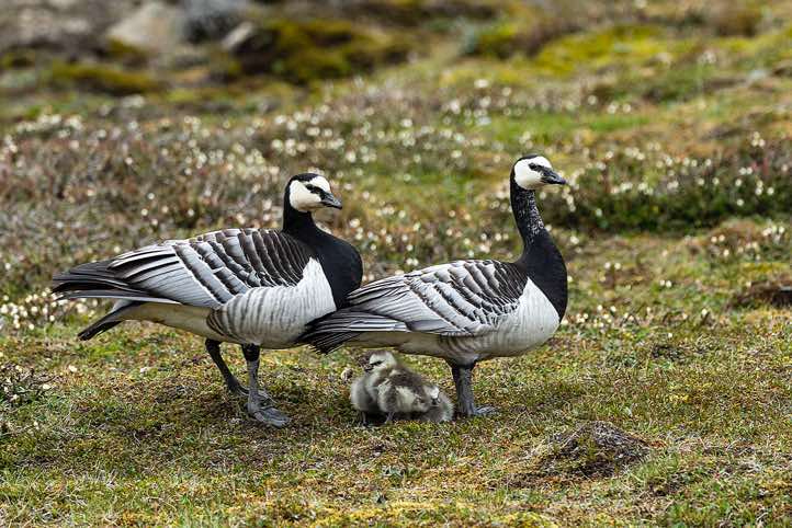 Pair of Barnacle goose (Branta leucopsis) with goslings, Longyearbyen
