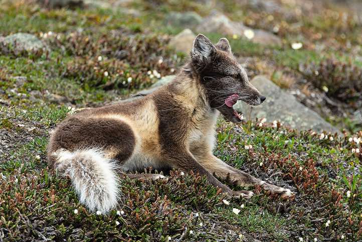 Arctic fox (Vulpes lagopus) in its summer coat, Longyearbyen