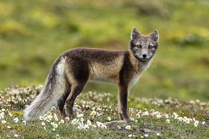 Arctic fox (Vulpes lagopus) in its summer coat, Longyearbyen
