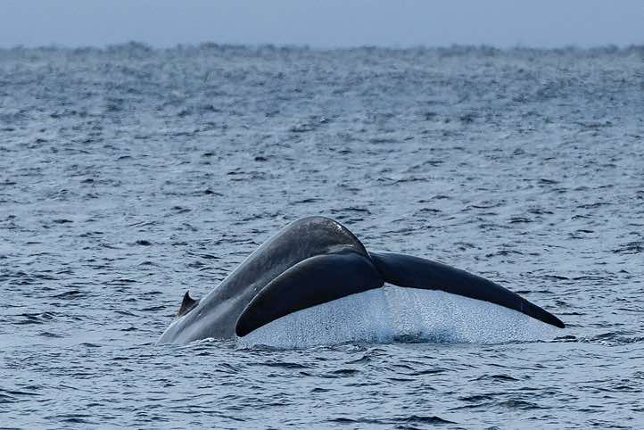 Blue whale (Balaenoptera musculus) shows its tail fin (fluke) before diving