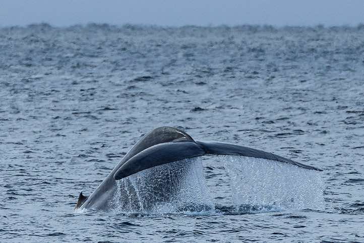 Blue whale (Balaenoptera musculus) shows its tail fin (fluke) before diving
