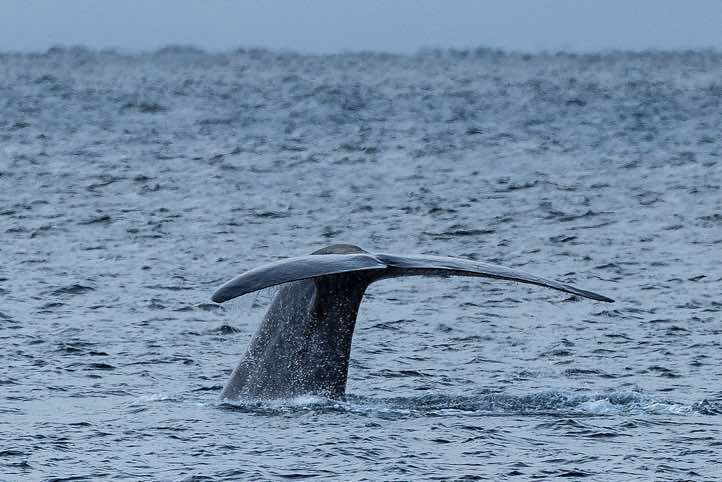 Blue whale (Balaenoptera musculus) shows its tail fin (fluke) before diving