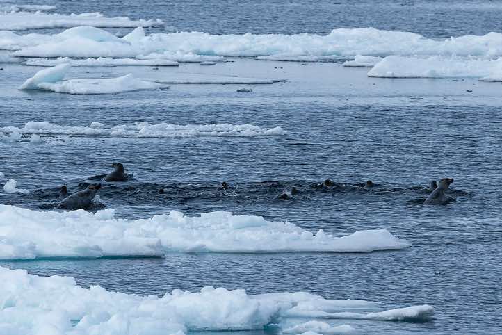 Group of harp seals (Pagophilus groenlandicus) surfacing, pushing their heads out of the water