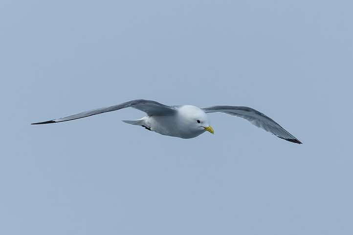 Black-legged kittiwake (Rissa tridactyla) in flight