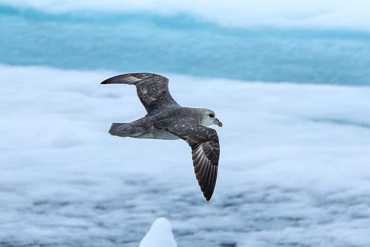 Northern fulmar, or Arctic fulmar (Fulmarus glacialis) in flight