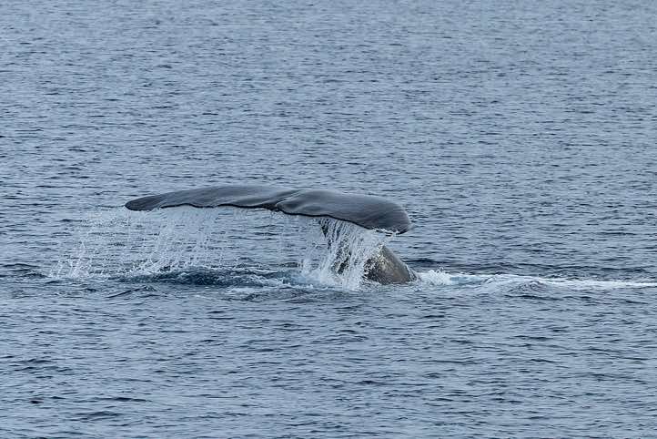 Bowhead whale (Balaena mysticetus) shows its tail fin (fluke) before diving