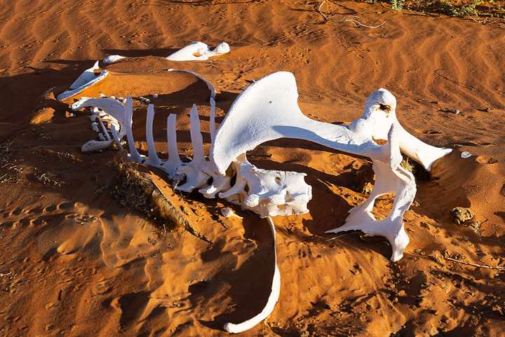 Camel bone remains, desert landscape, Rub al Khali, Empty Quarter, Dhofar region