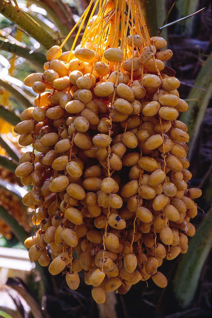 Date palm, Misfat