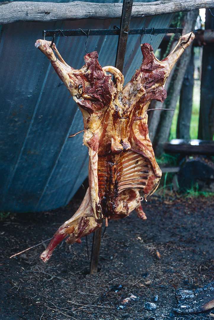 A lamb, Fundo San Lorenzo, Chile