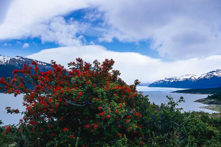 Chilean firebush near Perito Moreno Glacier, Los Glaciares National Park, Argentina