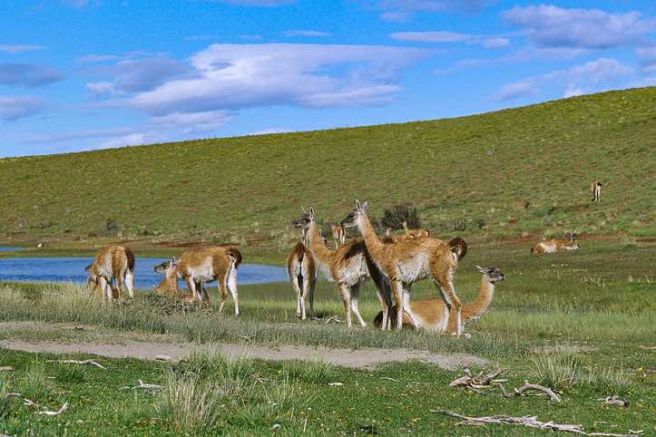 Guanacos (Lama guanicoe), Torres Del Paine National Park, Chile