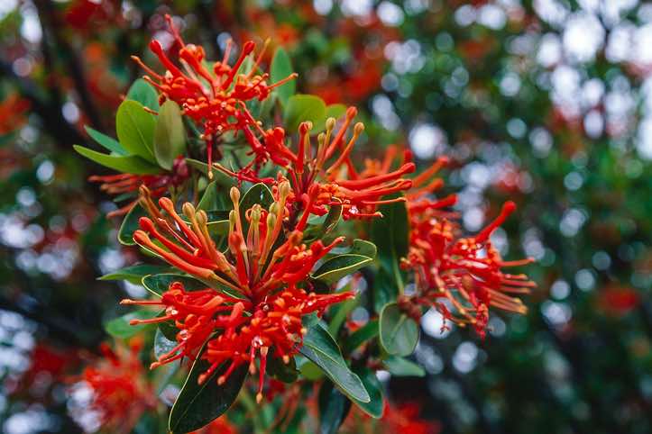 Chilean firebush, Torres Del Paine National Park, Chile