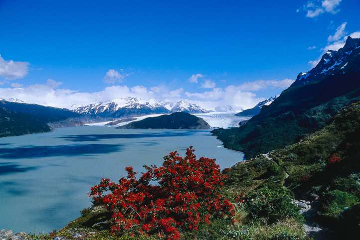 Lago Grey, Chilean firebush, Torres Del Paine National Park, Chile