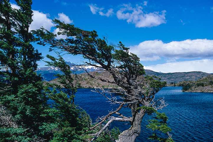 Tree shaped by the wind, Torres Del Paine National Park, Chile