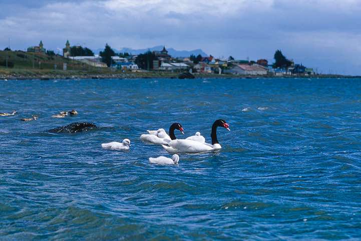 Black-necked Swan (Cygnus melancoryphus), Puerto Natales, Chile