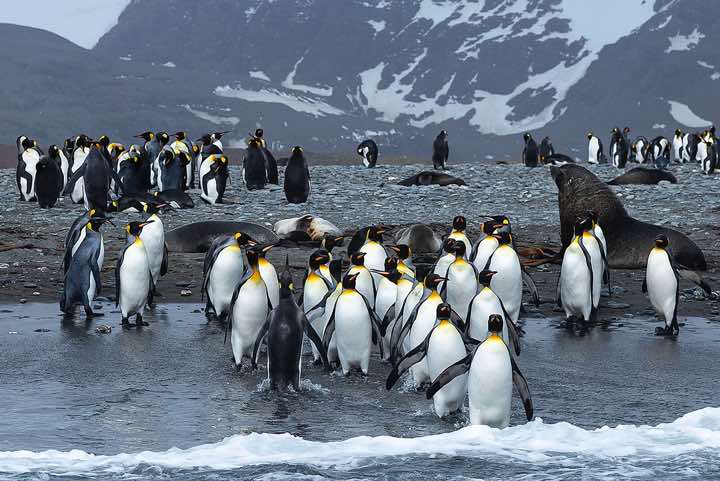 King Penguins (Aptenodytes patagonicus) on the beach, Salisbury Plain
