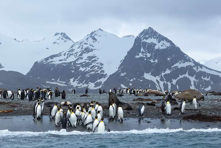 King Penguins (Aptenodytes patagonicus) on the beach, Salisbury Plain, South Georgia
