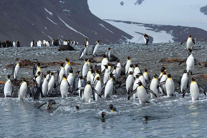 King Penguins (Aptenodytes patagonicus) on the beach, Salisbury Plain