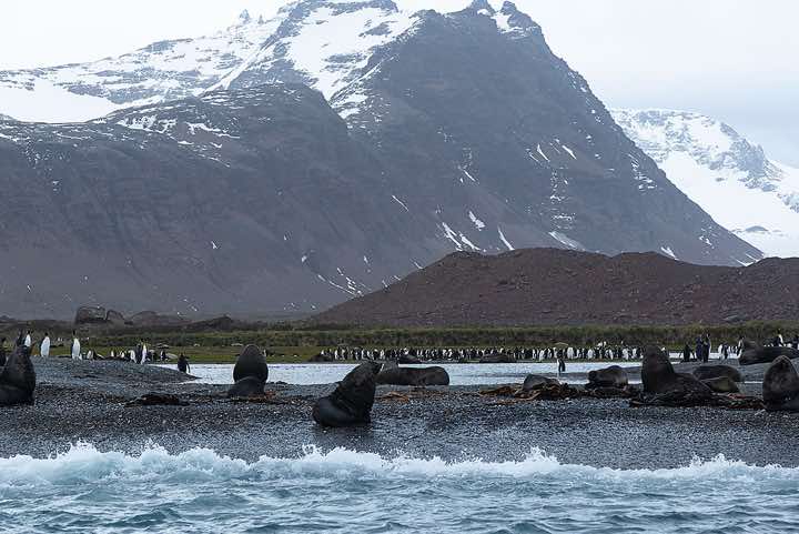 King Penguins (Aptenodytes patagonicus) and Antarctic Fur Seals (Arctocephalus gazella) on the beach, Salisbury Plain