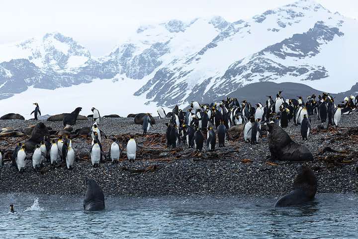 King Penguins (Aptenodytes patagonicus) and Antarctic Fur Seals (Arctocephalus gazella) on the beach, Salisbury Plain