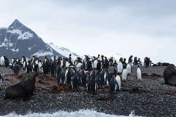 King Penguins (Aptenodytes patagonicus) and Antarctic Fur Seals (Arctocephalus gazella) on the beach, Salisbury Plain, South Georgia