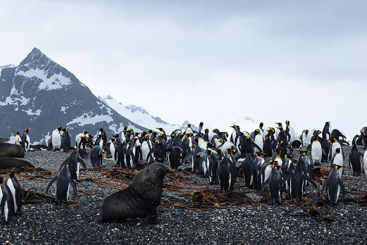 King Penguins (Aptenodytes patagonicus) and Antarctic Fur Seals (Arctocephalus gazella) on the beach, Salisbury Plain
