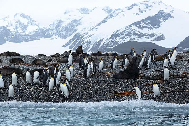 King Penguins (Aptenodytes patagonicus) and Antarctic Fur Seals (Arctocephalus gazella) on the beach, Salisbury Plain