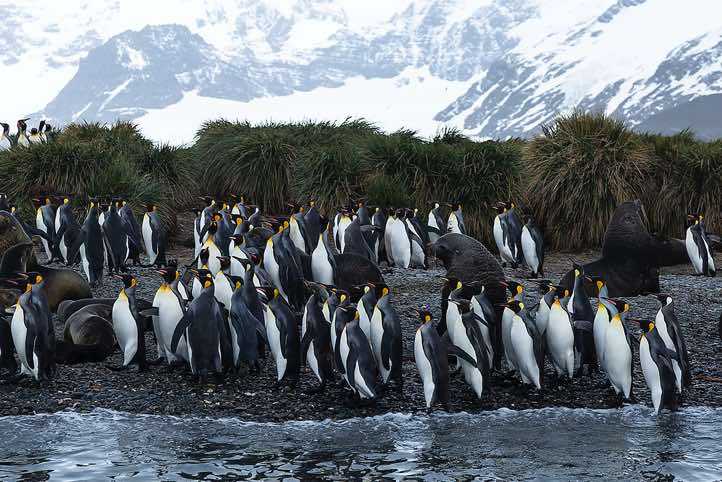 King Penguins (Aptenodytes patagonicus) on the beach, Salisbury Plain, South Georgia