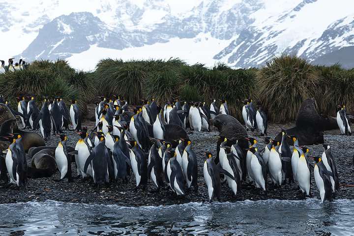 King Penguins (Aptenodytes patagonicus) on the beach, Salisbury Plain