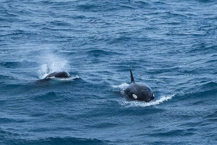 Two Orcas (Orcinus orca), or Killer Whales or killer whales