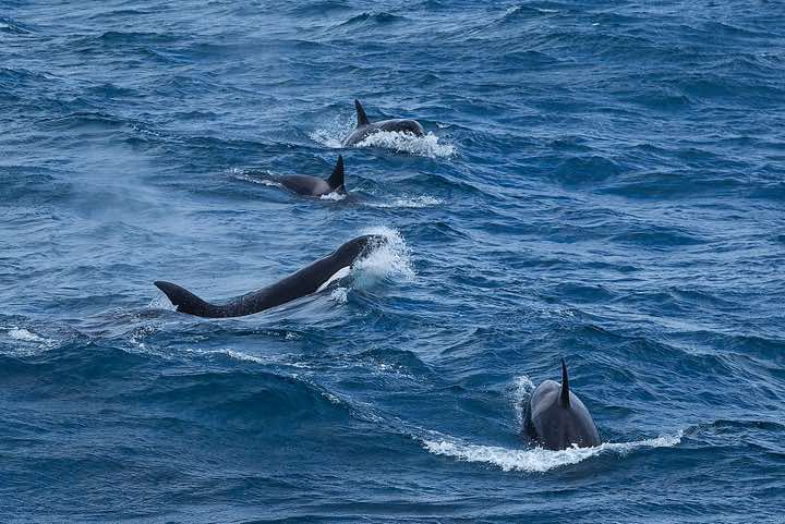 Pod of Orcas (Orcinus orca), or Killer Whales, spotted while sailing along the north side of South Georgia