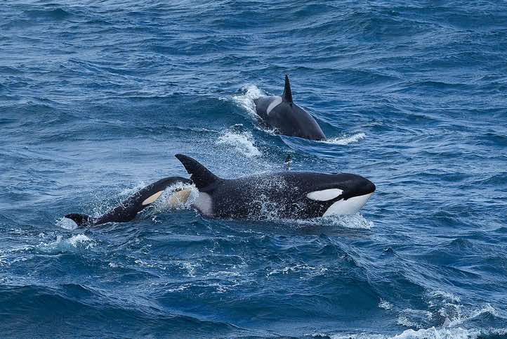 Orcas (Orcinus orca), or Killer Whales with a small calve, South Georgia