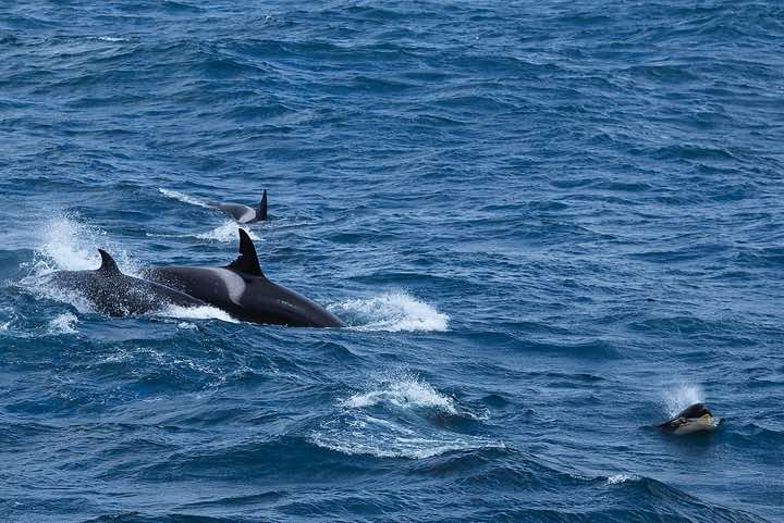 Orcas (Orcinus orca), or Killer Whales with a small calve