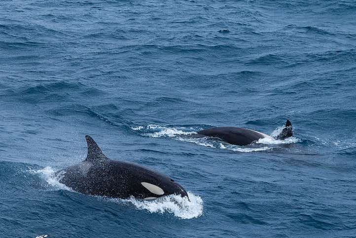 Two Orcas (Orcinus orca), or Killer Whales, South Georgia