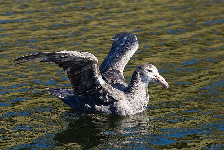 Northern Giant Petrel (Macronectes halli), Elephant Lagoon, Prince Olav Harbour