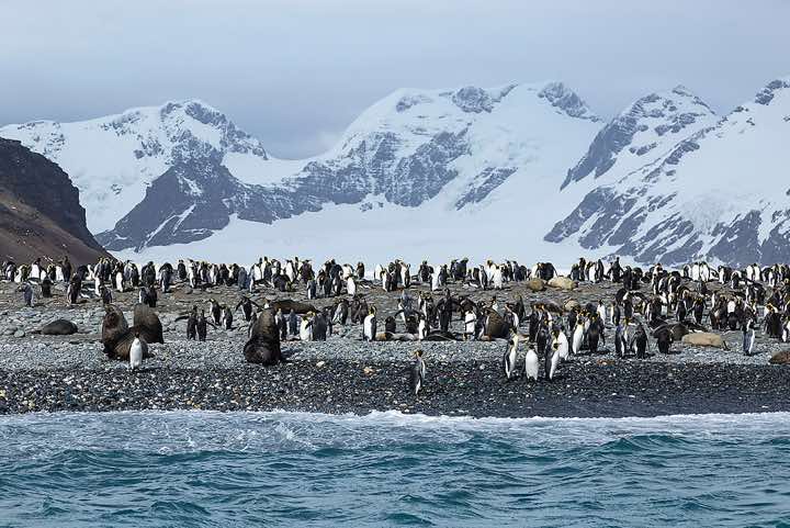 King Penguins (Aptenodytes patagonicus) and Antarctic Fur Seals (Arctocephalus gazella) on the beach, Salisbury Plain. Male Fur seals fight for the best waterside real estate to mate with the females coming ashore to give birth.