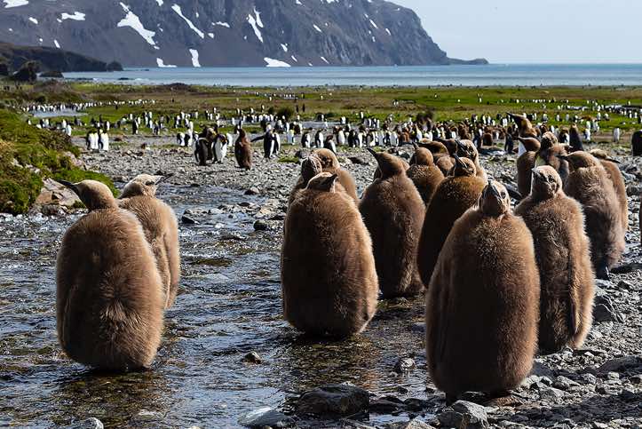 King Penguins chicks (Aptenodytes patagonicus) resting and molting in the small streams and pools at Fortuna Bay