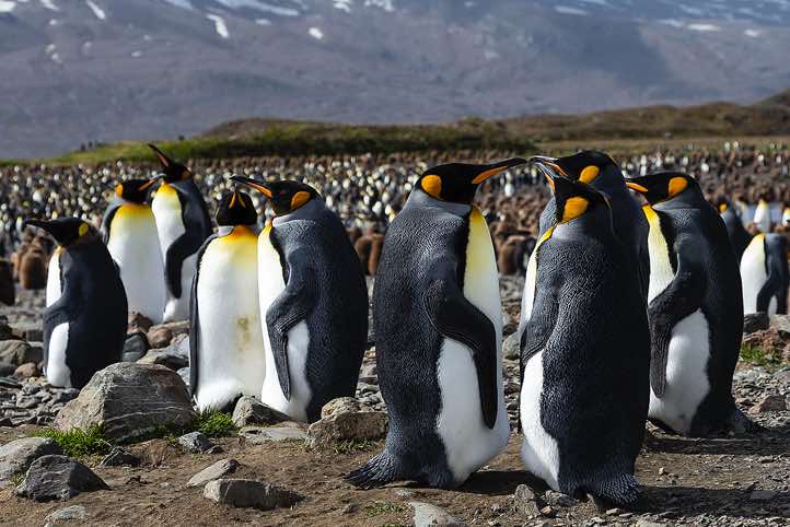 King Penguins (Aptenodytes patagonicus) at Fortuna Bay, South Georgia
