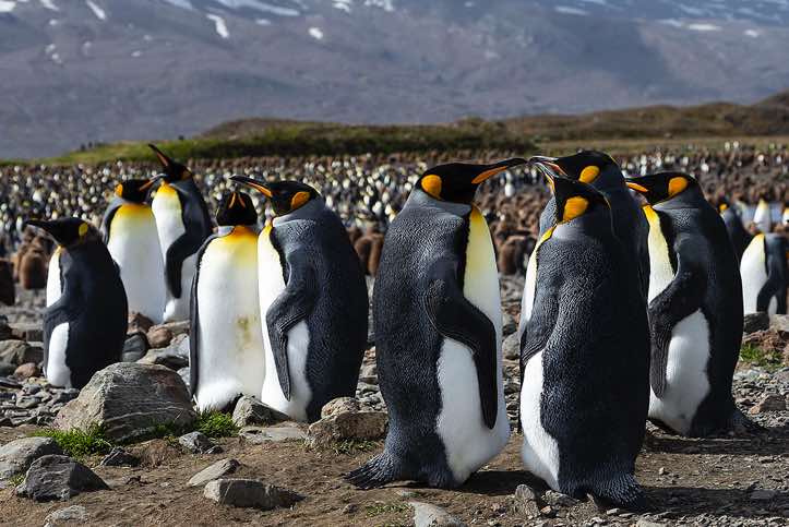 King Penguins (Aptenodytes patagonicus) at Fortuna Bay