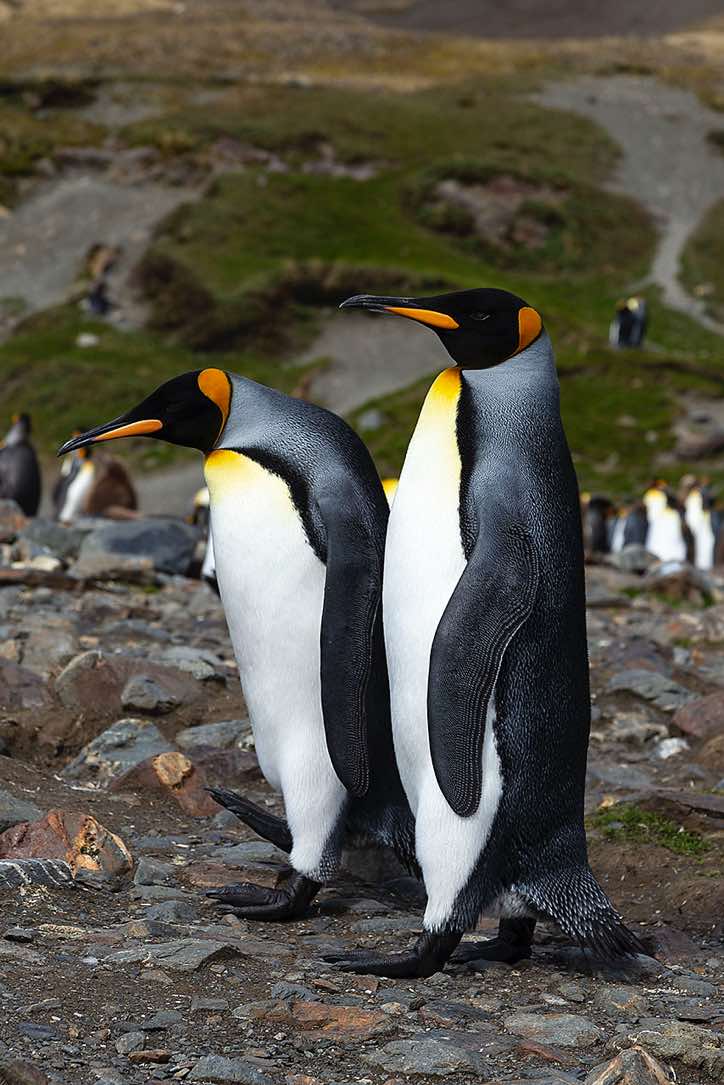 King Penguins (Aptenodytes patagonicus) at Fortuna Bay