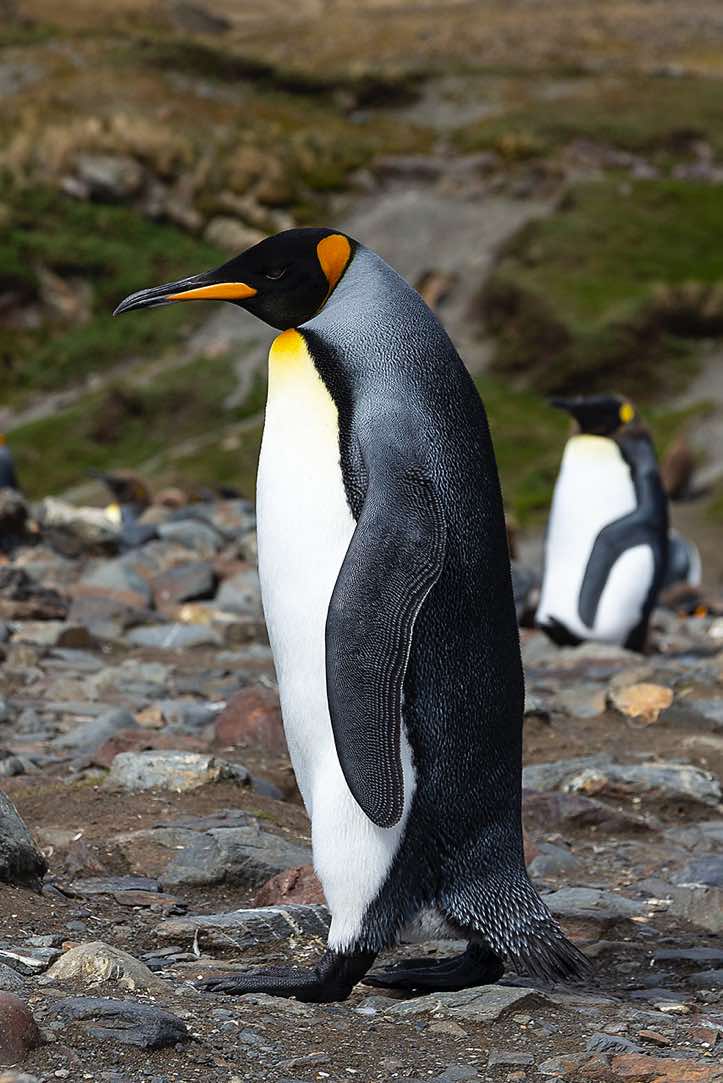 King Penguin (Aptenodytes patagonicus) at Fortuna Bay, South Georgia